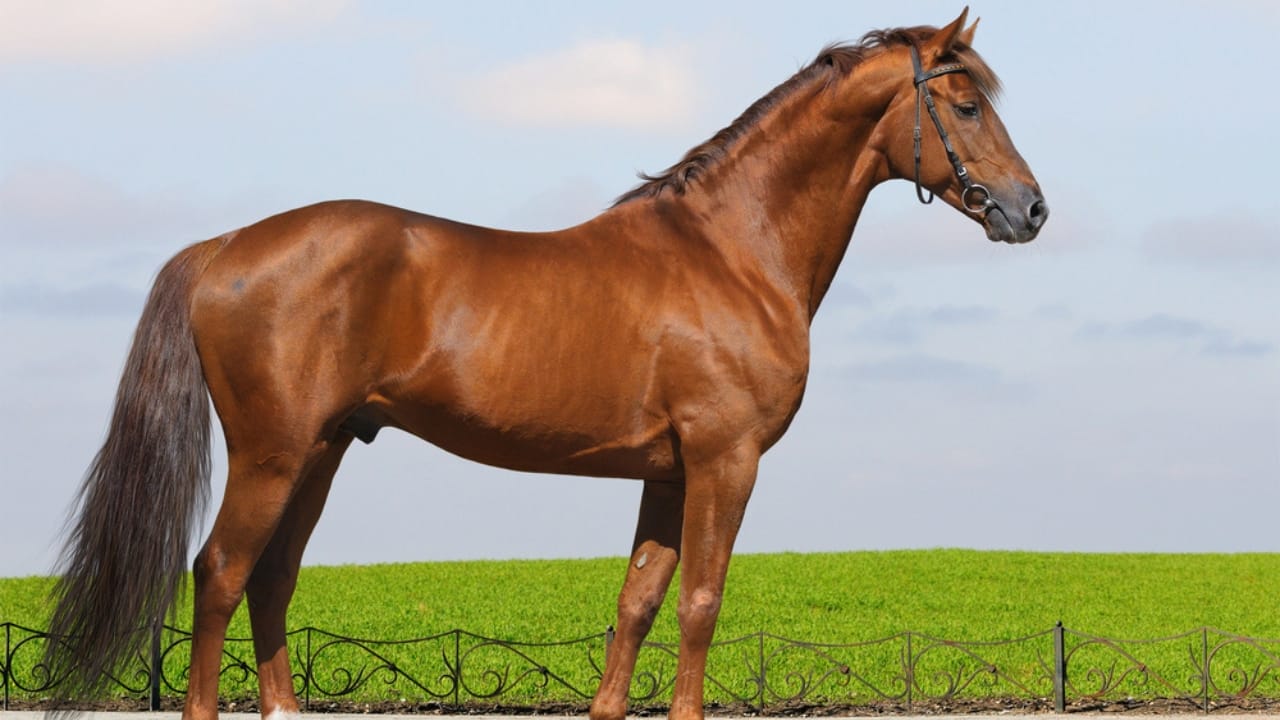 15 Horse Terms to Know Before Grabbing the Reins for the First Time - conformation horse dp6643318