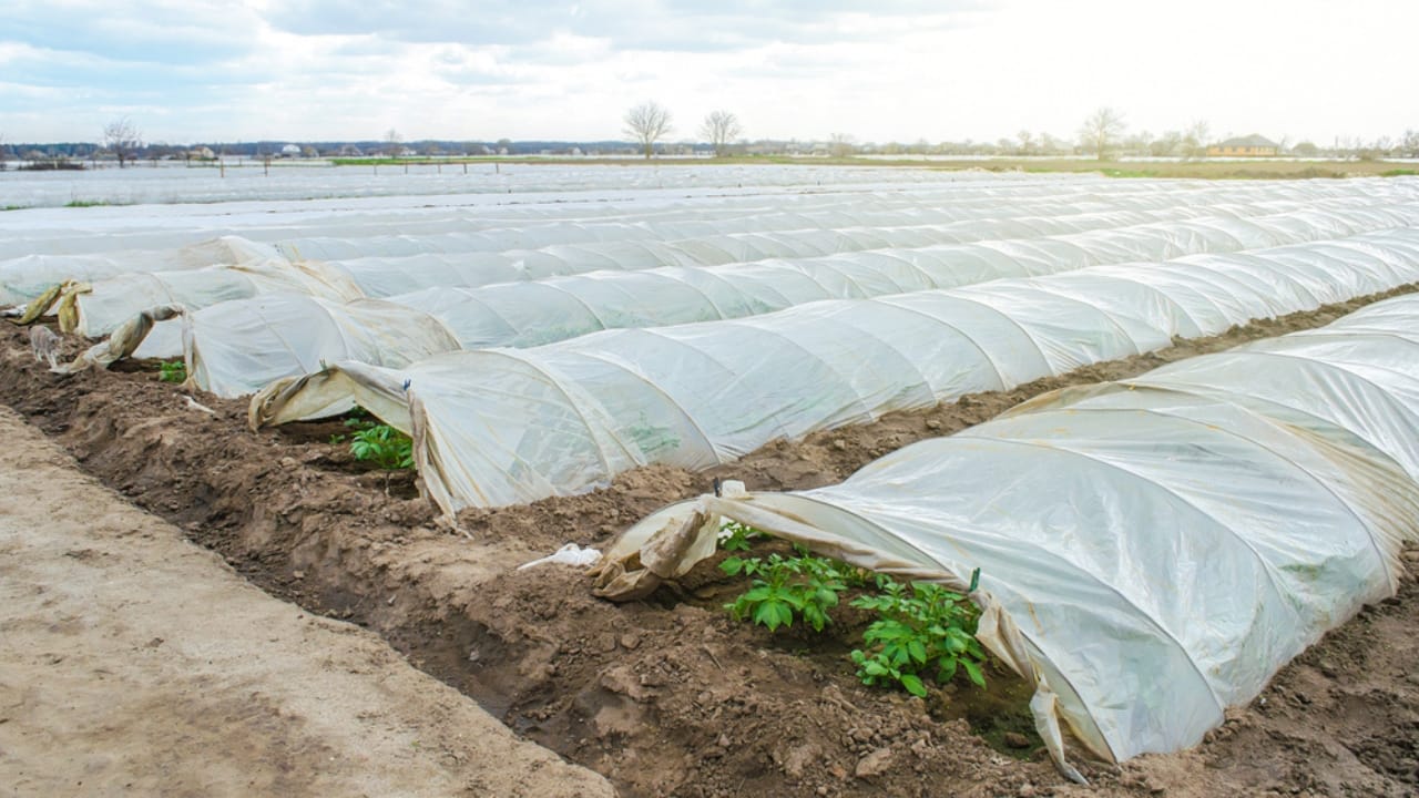 15 Ways to Get Your Garden Frost-Ready Before It’s Too Late - cover crop ss1958628193
