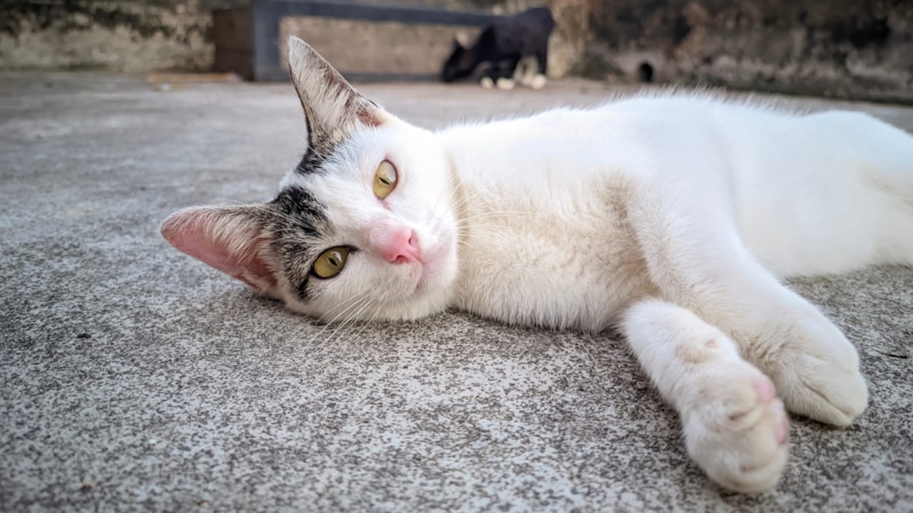 Meet Your New Best Friend: The Affectionate & Playful Aegean Cat - cute white aegean cat ss2306074247