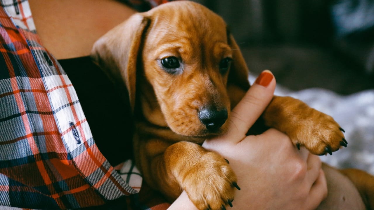 New Puppy Starter Kit: 15 Items to Make Their First Year Easy - dachshund puppy and female owner ss576153478