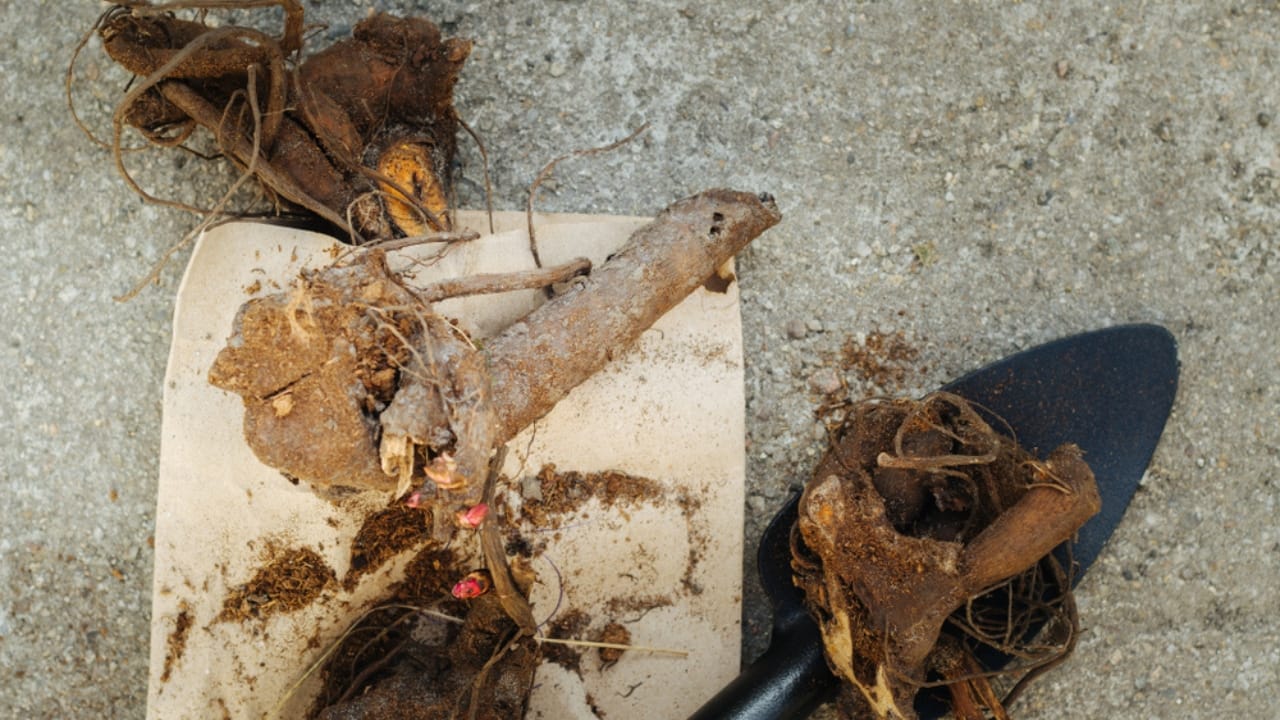 Fall Is the Perfect Time to Move Your Peonies - dividing peonies roots ss1216351036
