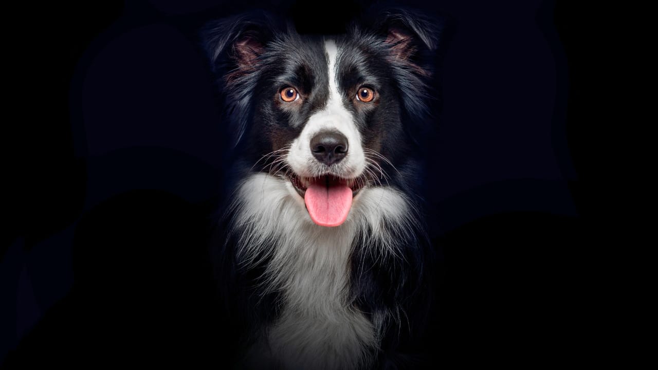 15 Stress-Relieving Tricks to Help Your Dog Stay Relaxed - dog collie panting ss2190830025