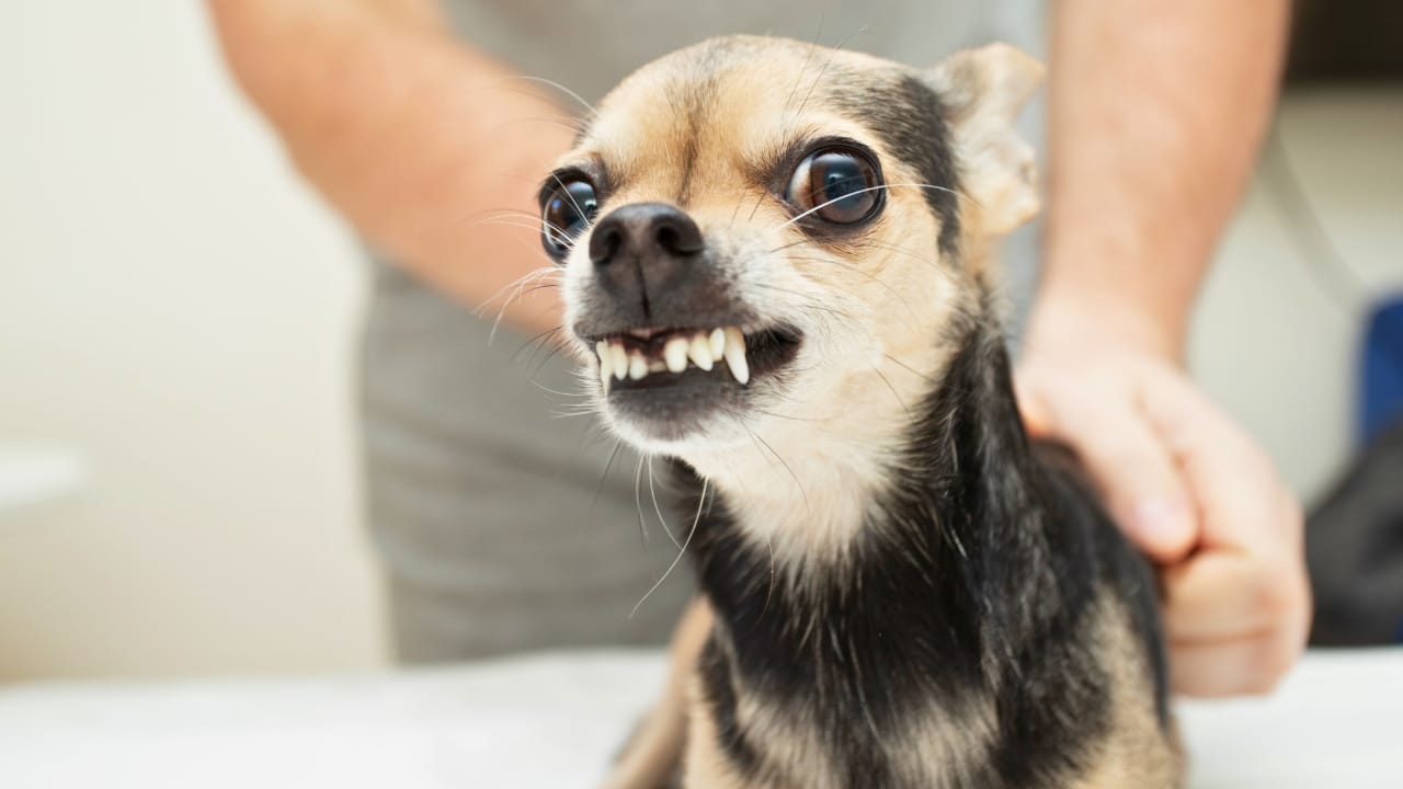 Why Some Dogs Growl When Petted & How to Handle It - dog growling ss2256038821