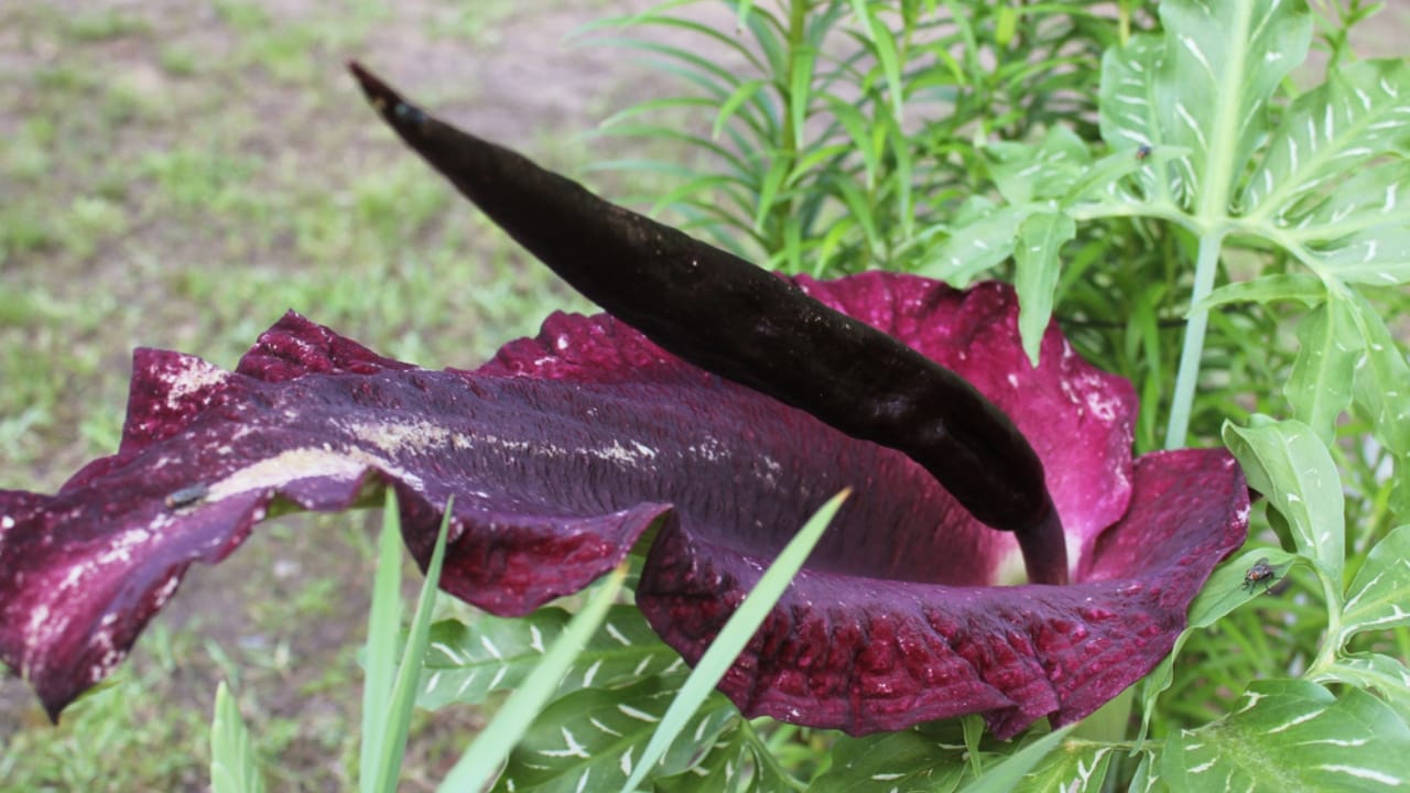 15 Beautiful but Smelly Plants That Could Be Stinking Up Your Yard - dragon arum ss1637893312