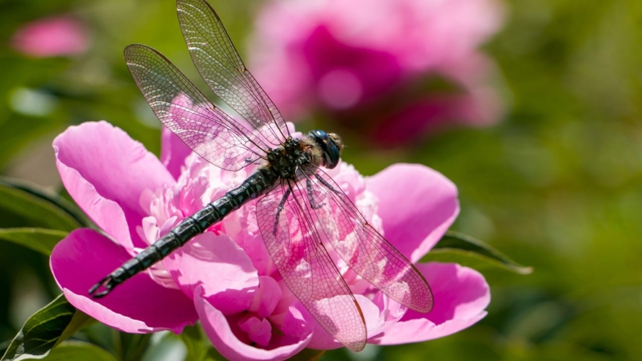 The Best Flowers to Draw Pest-Eating Dragonflies to Your Garden - dragonfly ss2320263335