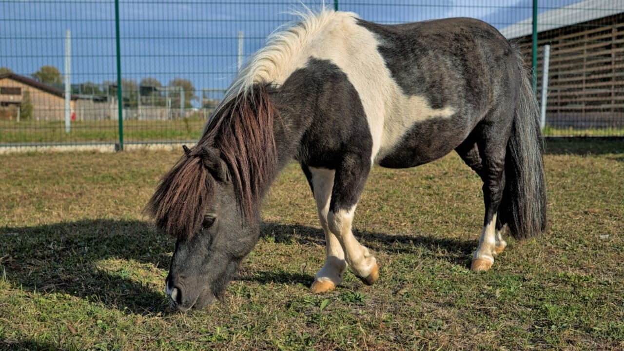 14 of the World’s Smallest Horses Proving Good Things Come in Small Packages - falabella dp545937184