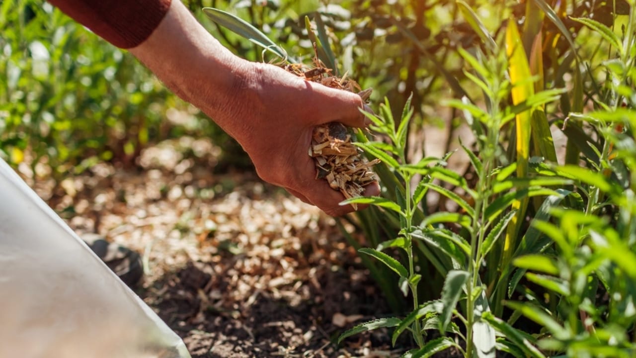 13 Simple Leaf-Recycling Ideas for a Flourishing Garden - falling leaves 2314247061