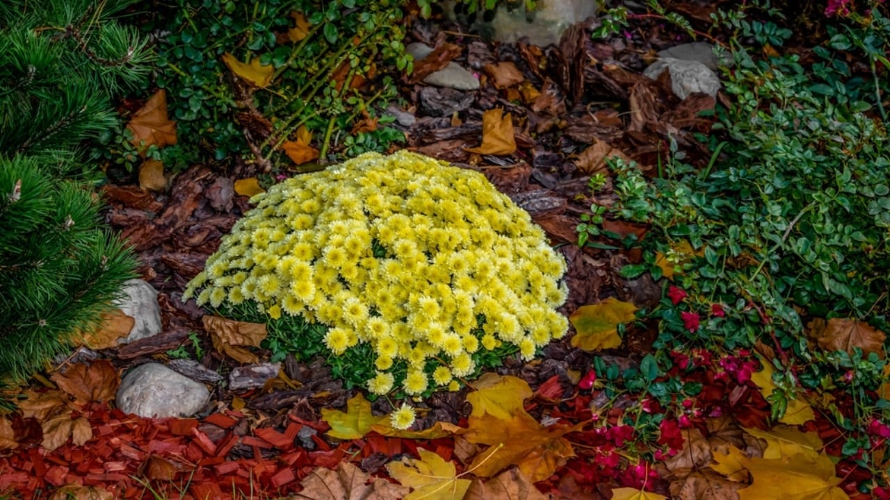 13 Simple Leaf-Recycling Ideas for a Flourishing Garden - flower with leaves ss2097552418