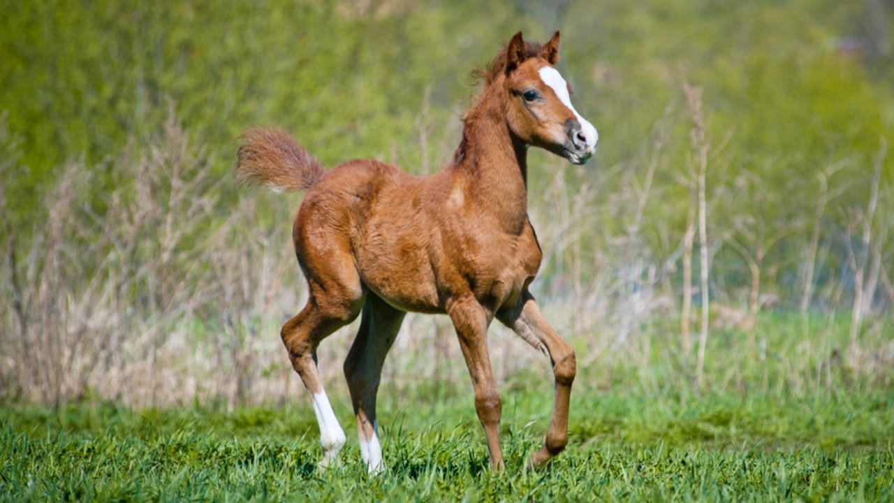 15 Horse Terms to Know Before Grabbing the Reins for the First Time - foal horse dp68040861