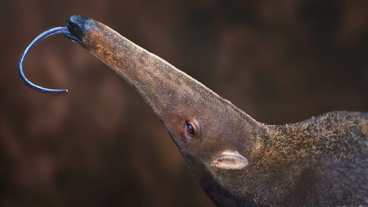 The 15 Weirdest Animals Living in the Rainforest - giant anteater ss2398441113