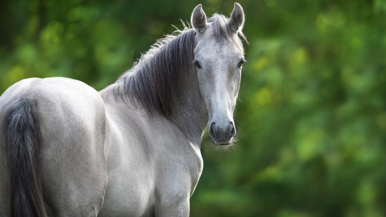 50+ Horse Terms & Slang Every Equestrian Should Know - grey horse dp684310956