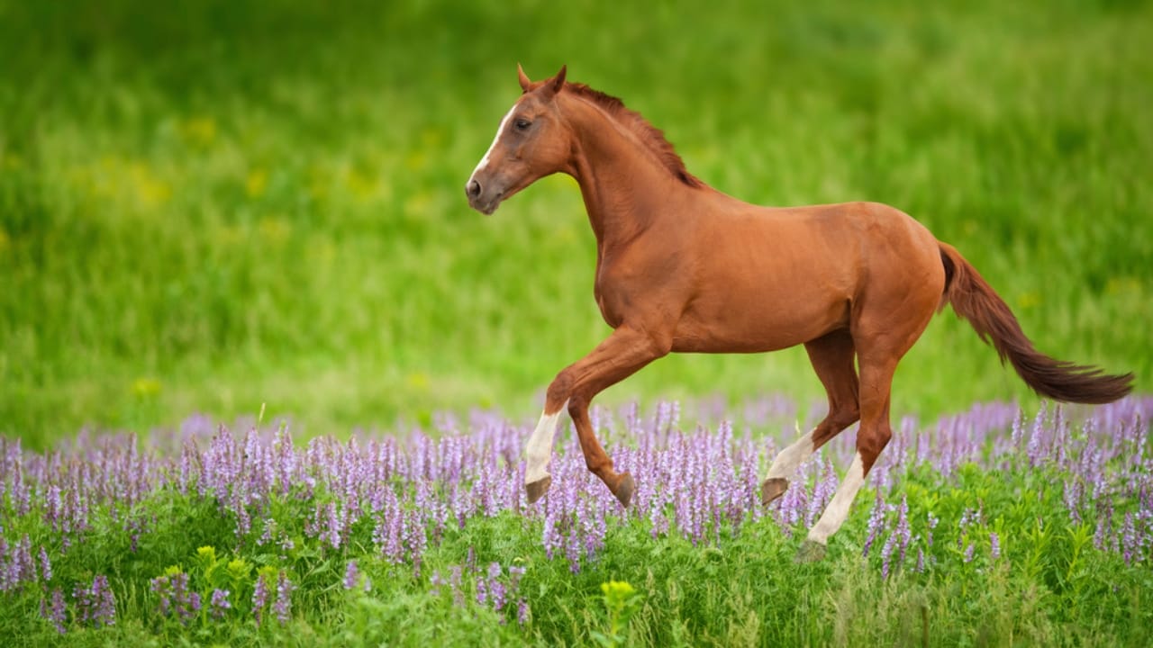 14 of the World’s Smallest Horses Proving Good Things Come in Small Packages -