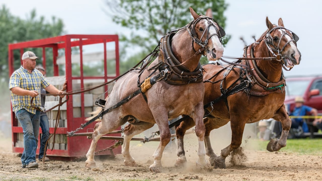 The 15 Strongest Horse Breeds & Their Remarkable Abilities - horse pulling ss2116268615