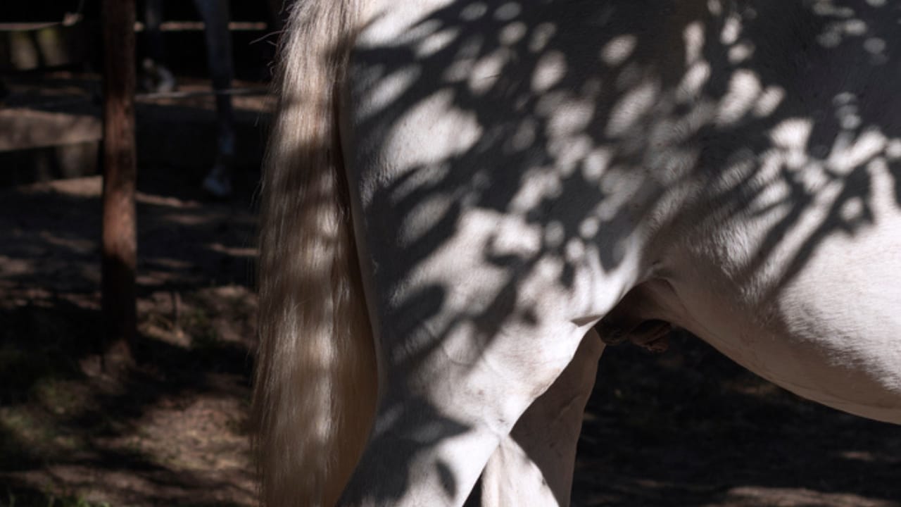 50+ Horse Terms & Slang Every Equestrian Should Know - horse Gaskin hind legs ss2020716032
