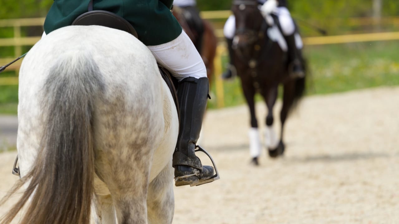 50+ Horse Terms & Slang Every Equestrian Should Know - horse back riding dp45990251