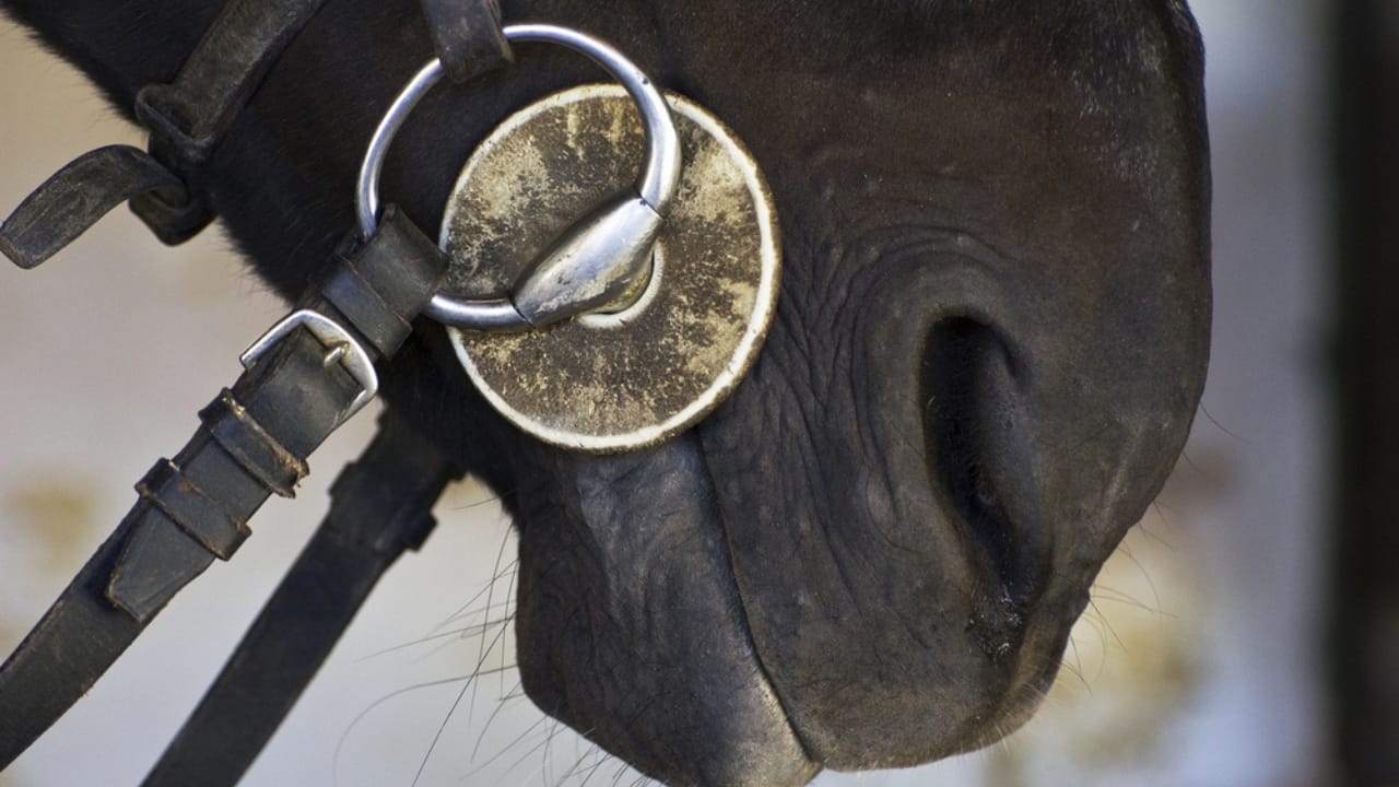 50+ Horse Terms & Slang Every Equestrian Should Know - horse bit dp1972647