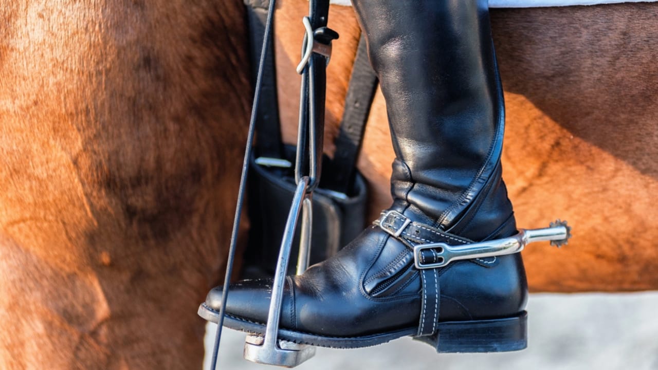 50+ Horse Terms & Slang Every Equestrian Should Know - horse cinch dp46348861