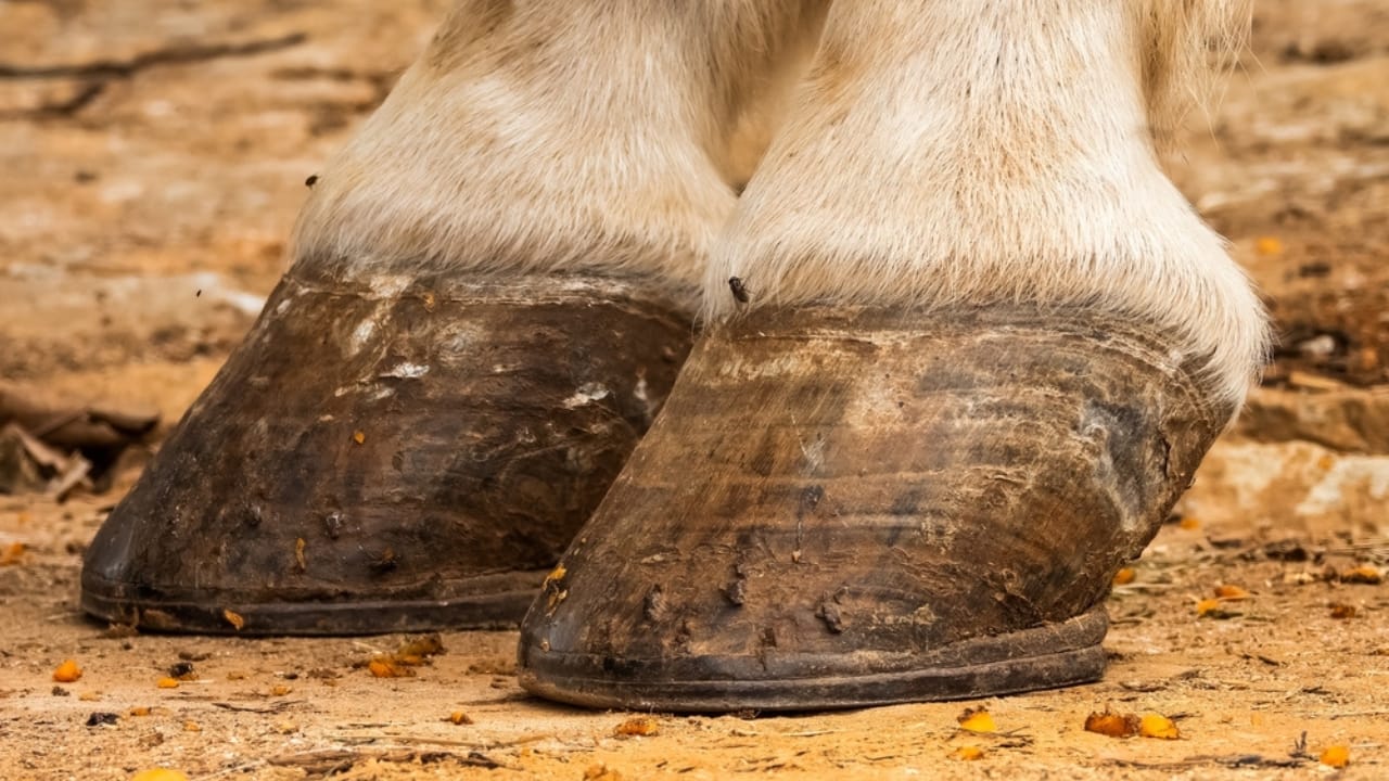 50+ Horse Terms & Slang Every Equestrian Should Know - horse coronet ss2139493093
