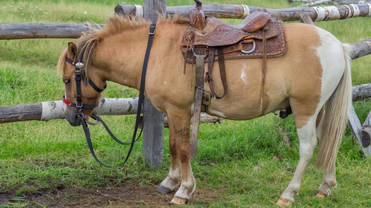 50+ Horse Terms & Slang Every Equestrian Should Know - horse dp50916349