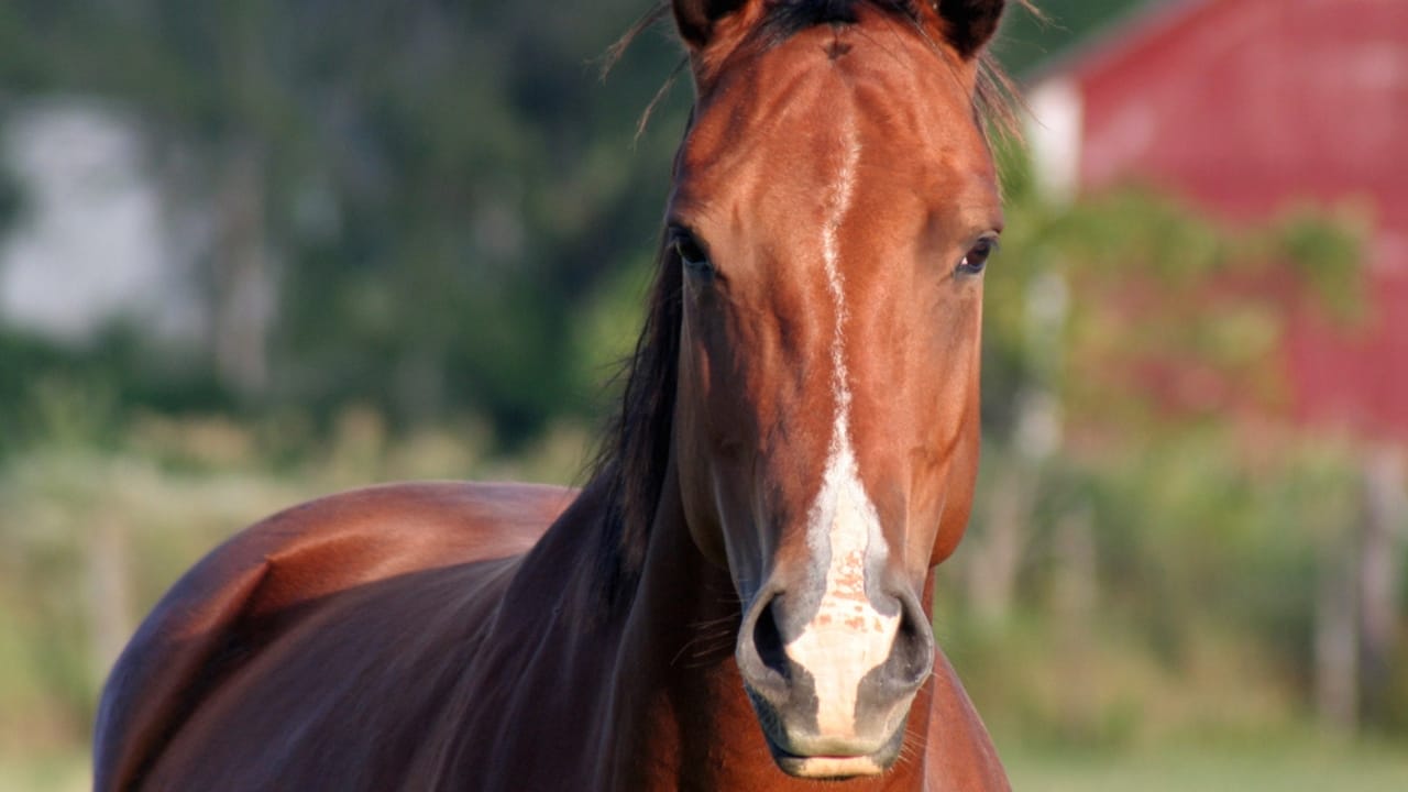50+ Horse Terms & Slang Every Equestrian Should Know - horse dp8963370