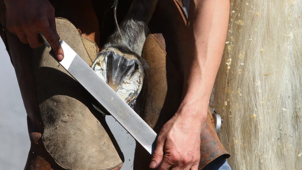15 Horse Terms to Know Before Grabbing the Reins for the First Time - horse farrier dp68041347