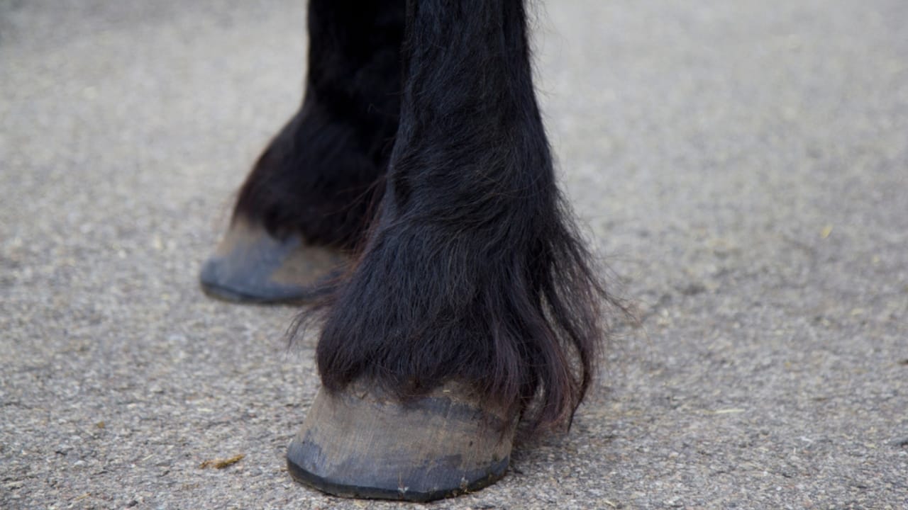 50+ Horse Terms & Slang Every Equestrian Should Know - horse fetlock ss1563178225