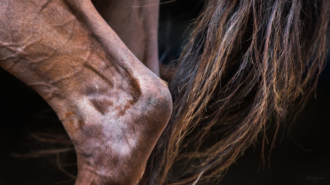 50+ Horse Terms & Slang Every Equestrian Should Know - horse hock ss335835731