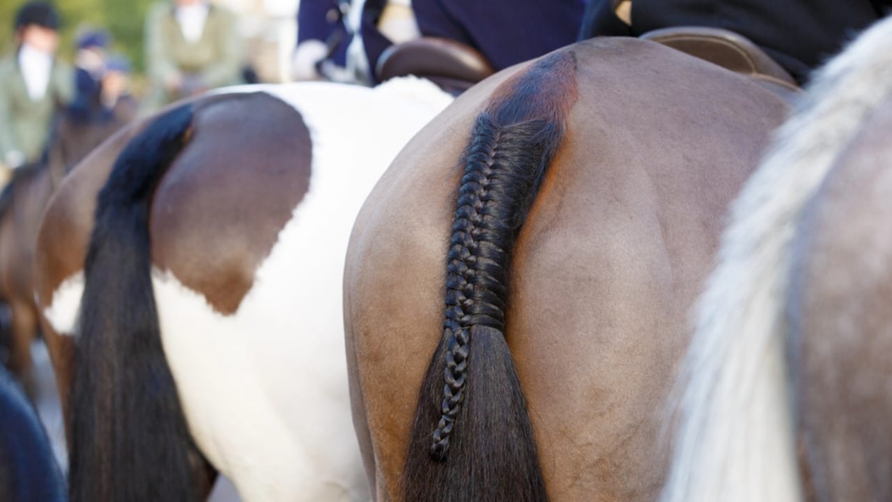50+ Horse Terms & Slang Every Equestrian Should Know - horse pony tail dp39330773