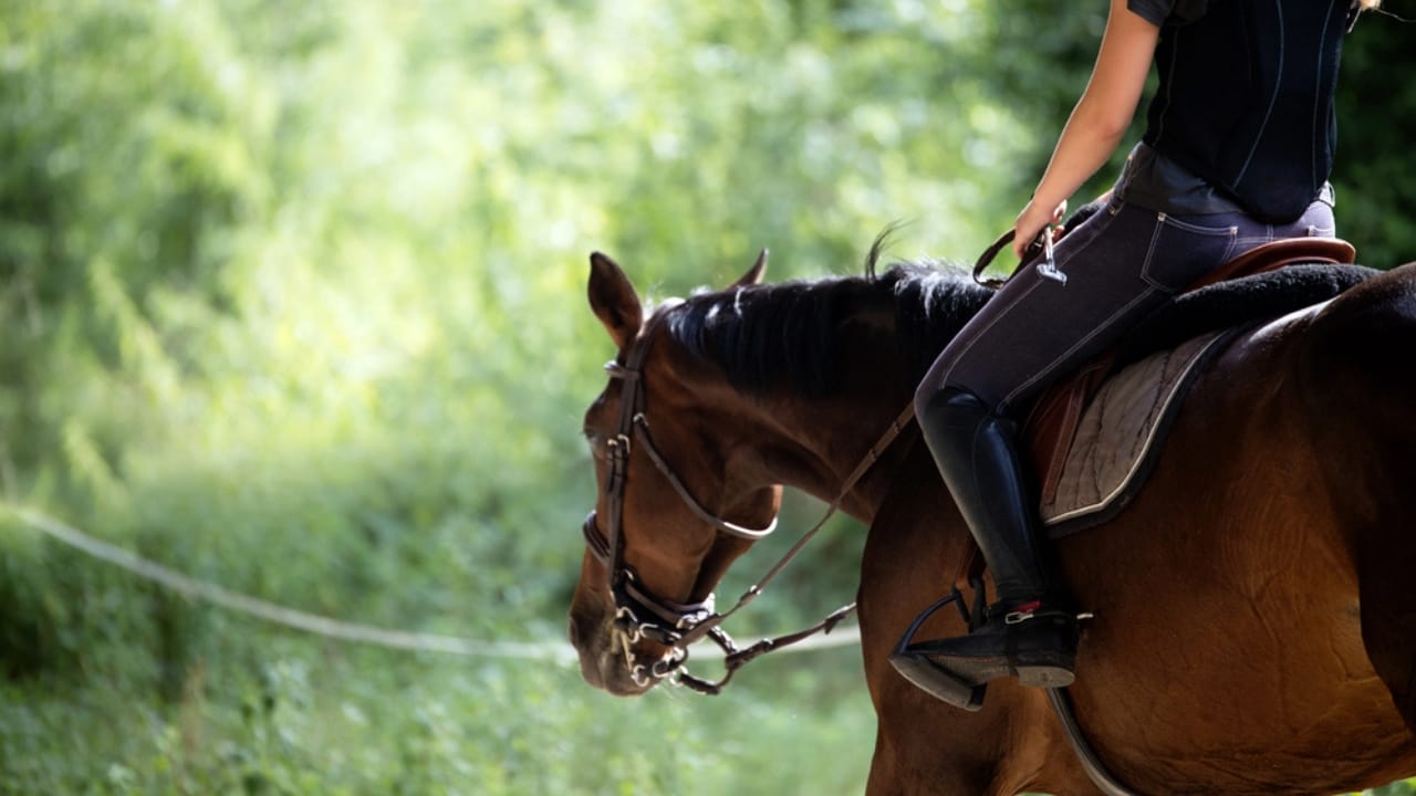 50+ Horse Terms & Slang Every Equestrian Should Know - horse riding dp164981800