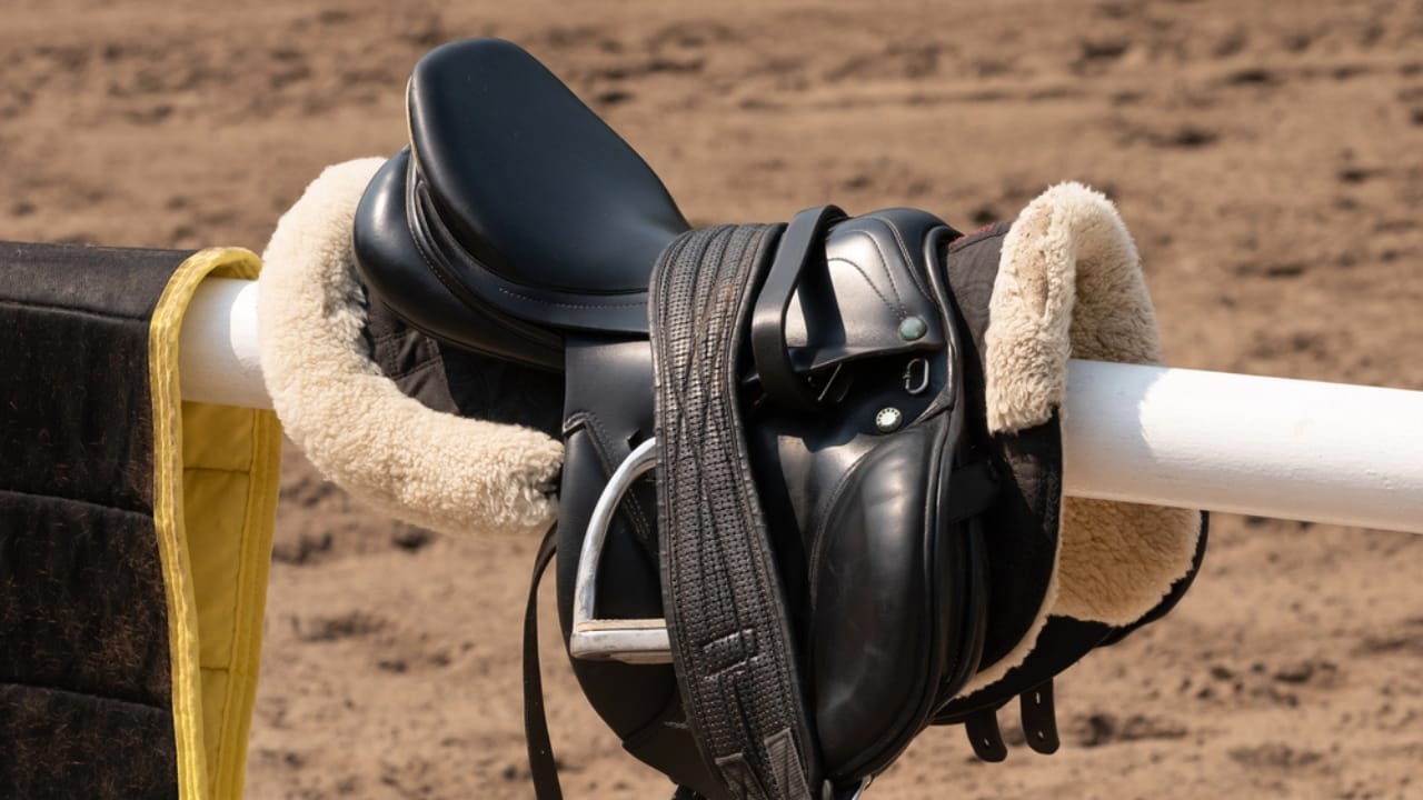 50+ Horse Terms & Slang Every Equestrian Should Know - horse saddle dp275661610