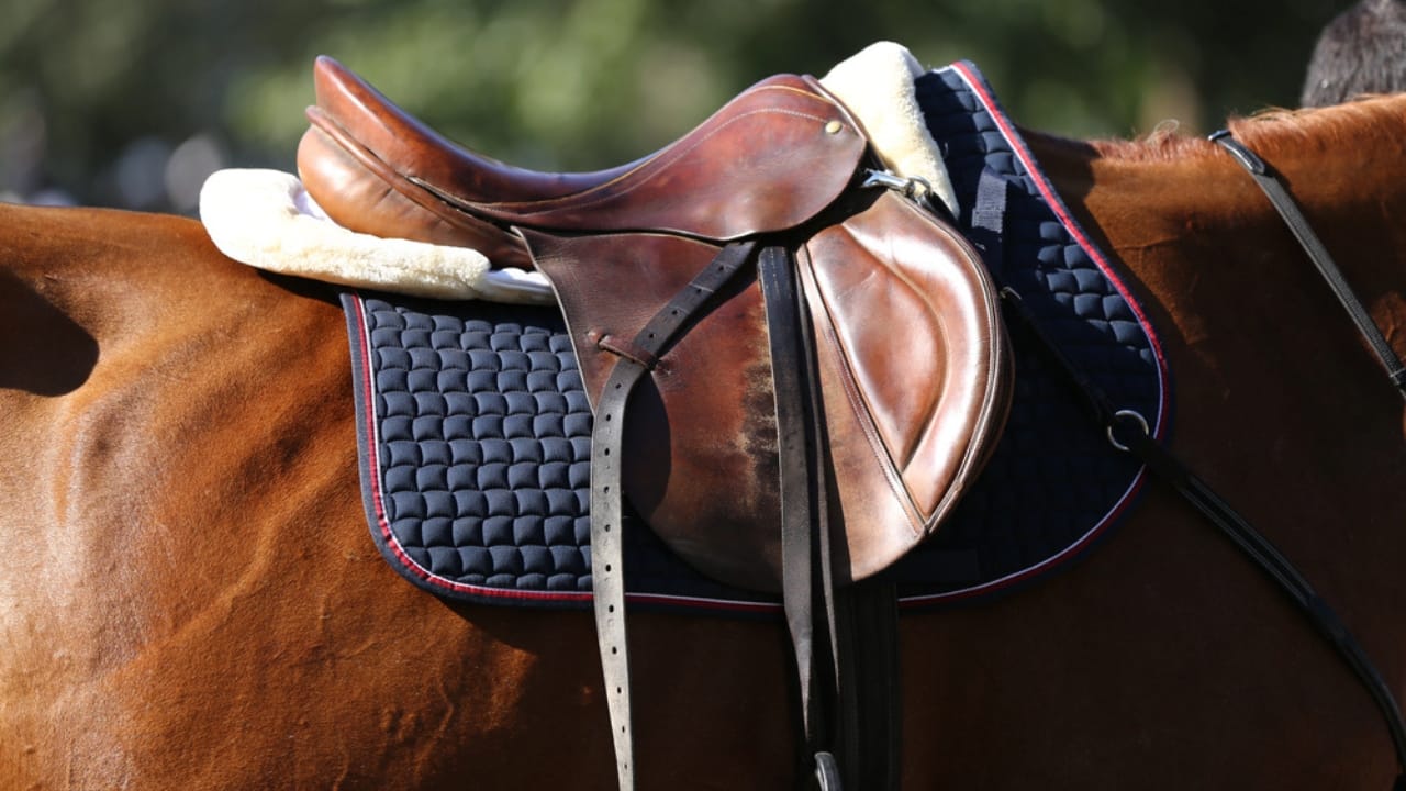 15 Horse Terms to Know Before Grabbing the Reins for the First Time - horse tack dp213991630