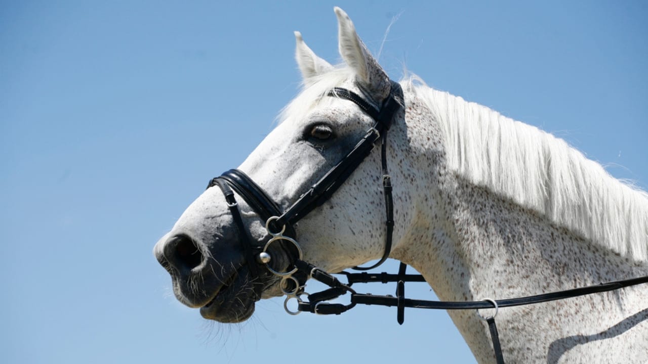 50+ Horse Terms & Slang Every Equestrian Should Know - horse with bridle dp96672016
