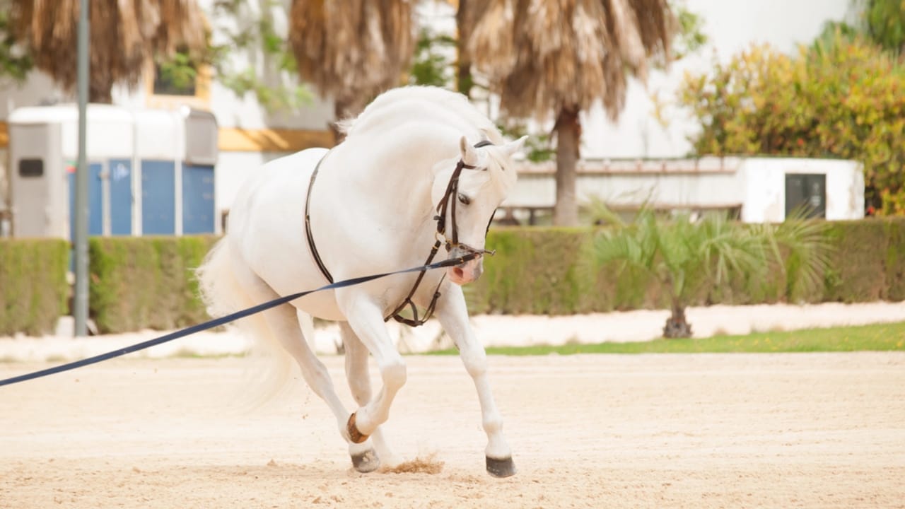 50+ Horse Terms & Slang Every Equestrian Should Know - horse with lunge line dp46180339