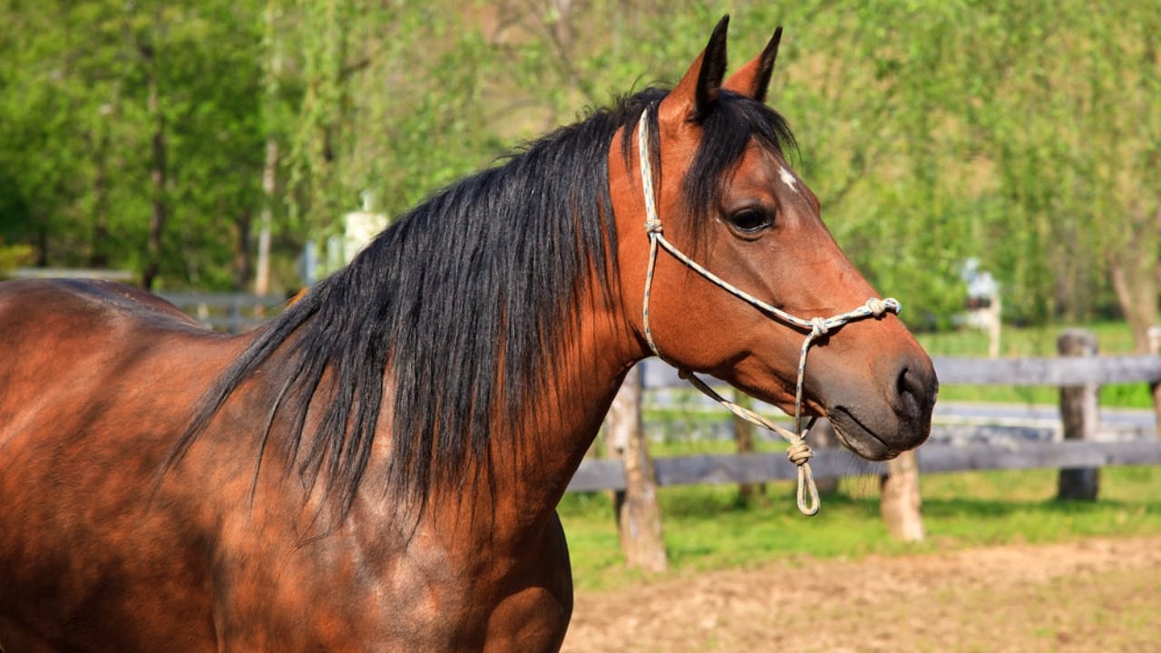 15 Horse Terms to Know Before Grabbing the Reins for the First Time - horse withers dp8363821