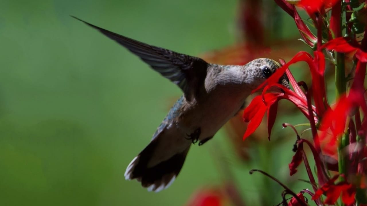 How to Create a Hummingbird Haven with Scarlet Sage - humming bird collecting nectar in red flower ss1952664640