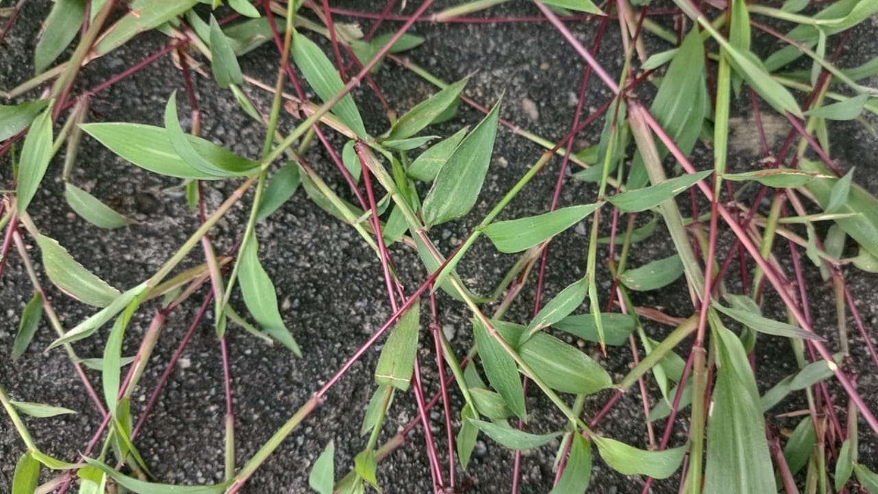 15 Destructive Plants That Can Wreak Havoc on Your Property - japanese stiltgrass ss2485550653