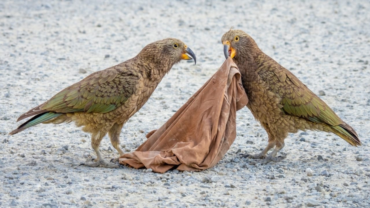 Kea Birds are Famous for Their Intelligence—and Their Mischief - kea bird playing ss2198081233