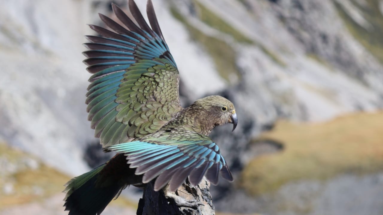 Kea Birds are Famous for Their Intelligence—and Their Mischief - kea bird wildlife ss1418563754