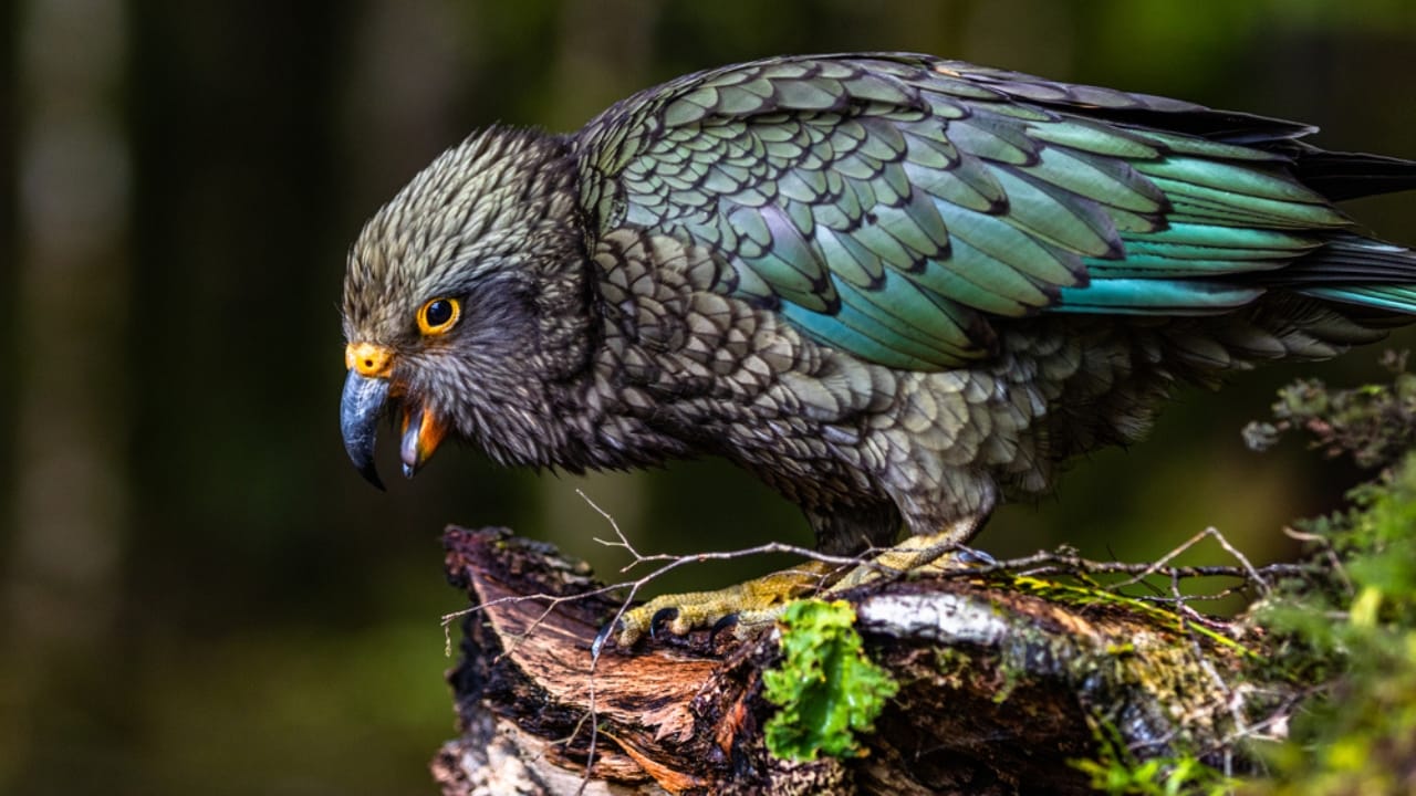 Kea Birds are Famous for Their Intelligence—and Their Mischief - kea parrot ss1689471265
