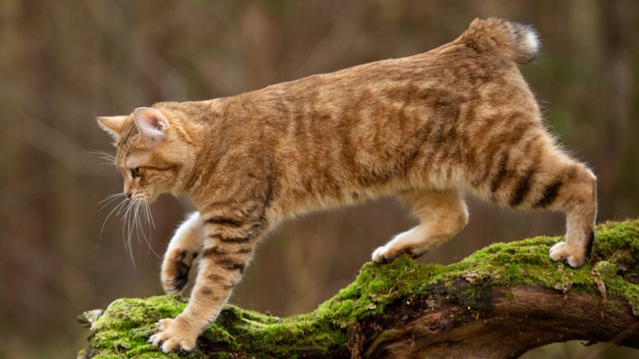 11 Adorable Cat Breeds with Bobbed & Stubby Tails - kurilian bobtail cat ss1693546909