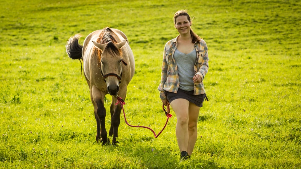 15 Horse Terms to Know Before Grabbing the Reins for the First Time - lead horse dp143920479