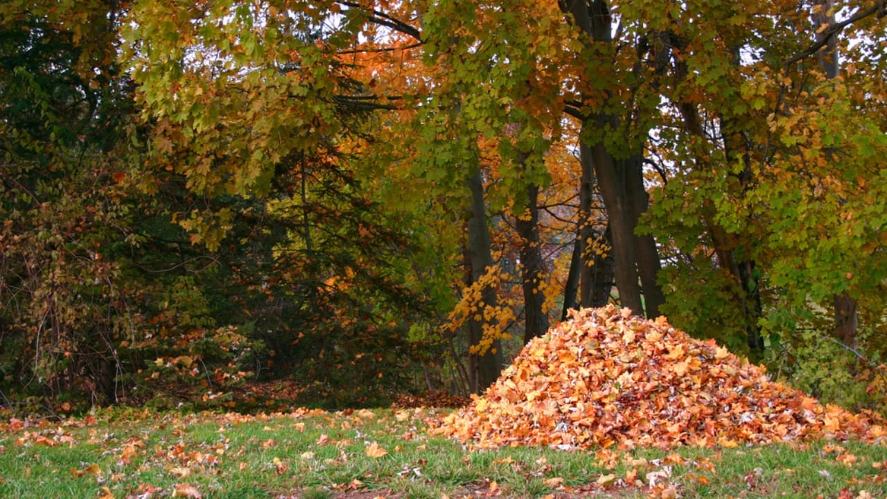 13 Simple Leaf-Recycling Ideas for a Flourishing Garden - leaves in yard ss15571255