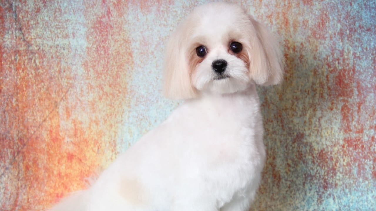 8 Rare Maltese Colors & Patterns You’ve Probably Never Heard Of - light tan and white Maltese dog dp203040226