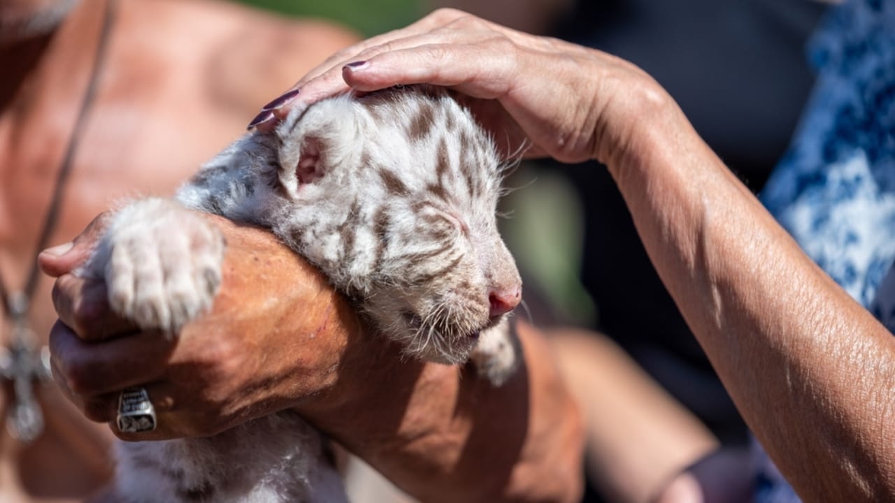 9 Animals Too Dangerous to Be Pets—But People Have Tried Anyway - little tiger cub ss2413881165