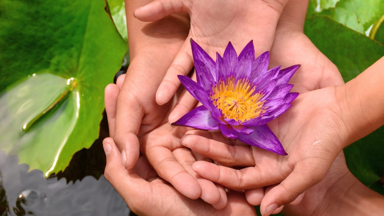 How to Cultivate the Elegant Lotus Flower & Find the Best Seeds - lotus flower ss2395716641