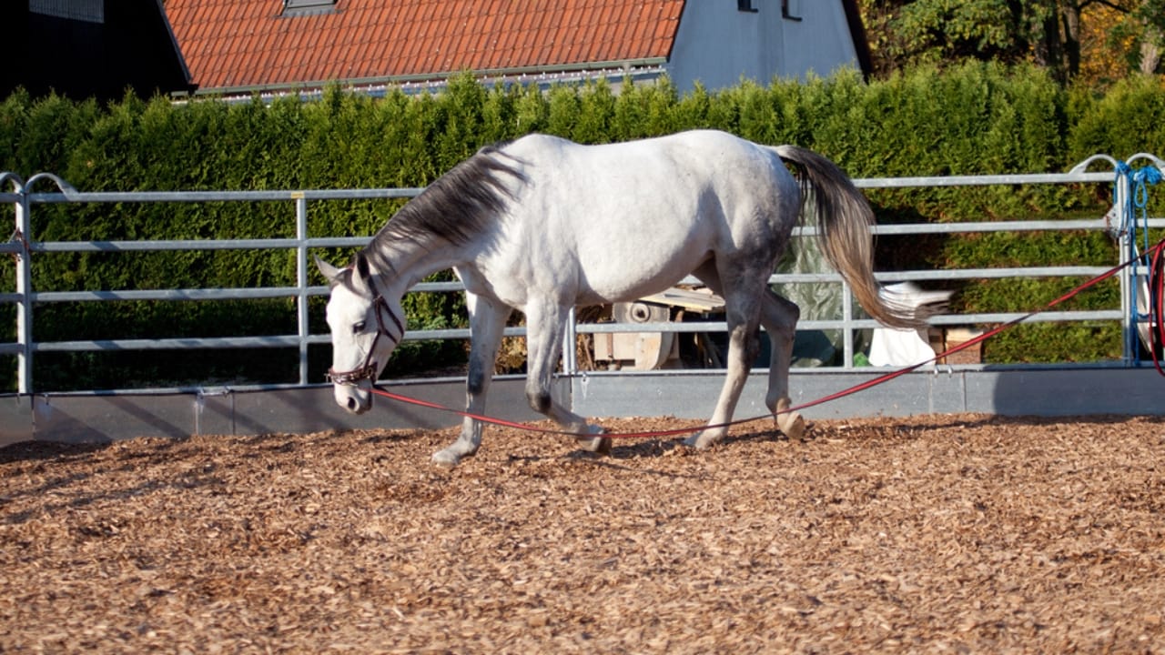 15 Horse Terms to Know Before Grabbing the Reins for the First Time - lunging horse dp178172170