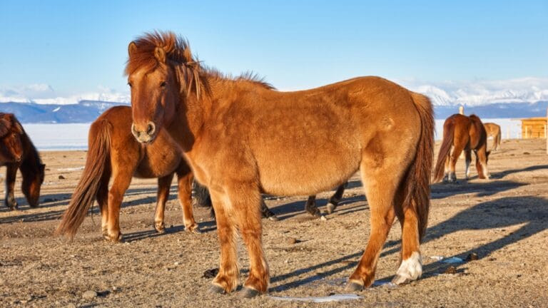 15 Legendary Horse Breeds That Braved the Battlefields of War