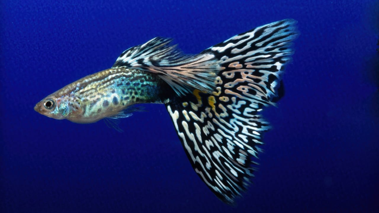 15 Beautiful Guppy Varieties to Brighten Your Aquarium - mosaic guppies ss1917707906