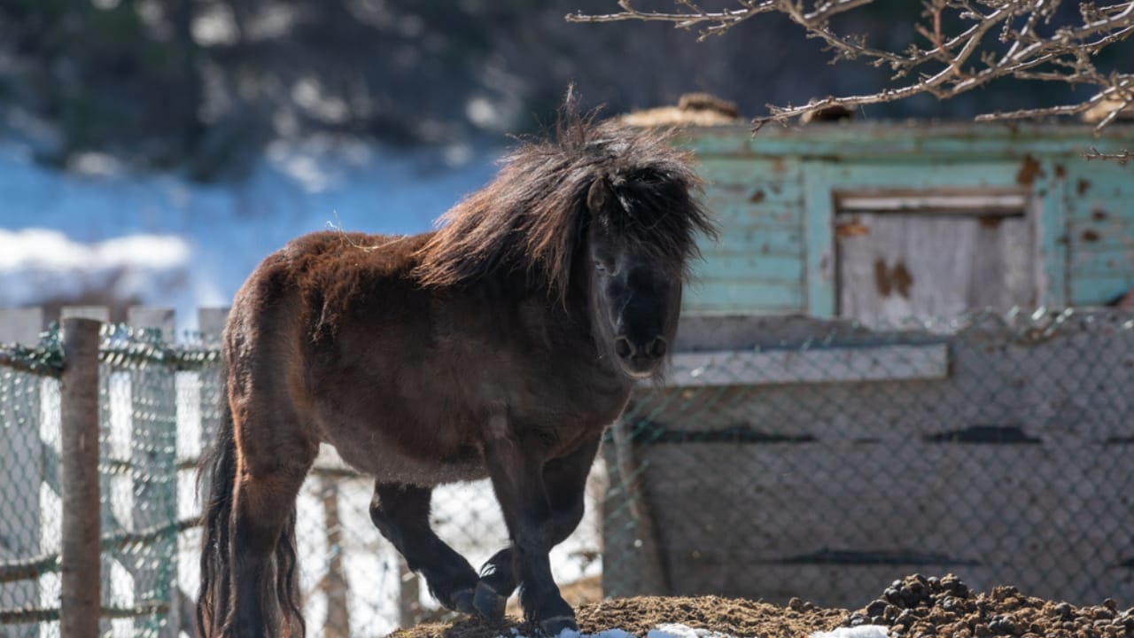 15 of the Rarest Horse Breeds You’ll Ever Encounter - newfoundland pony ss1945184683