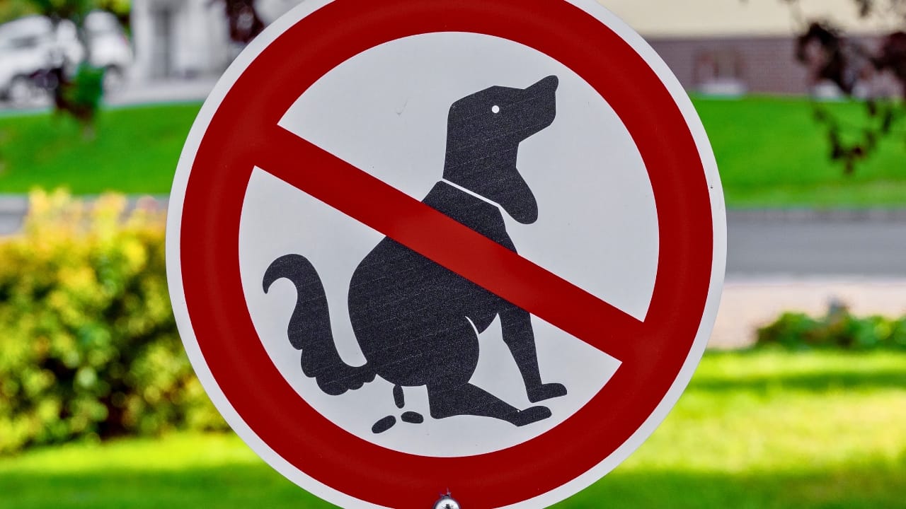 15 Reasons Why Dog Poop is a Serious Health Hazard - no dog poop sign ss2412968695